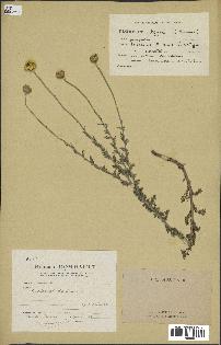 spécimen de Anthemis tinctoria