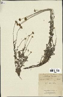 spécimen de Anthemis tinctoria