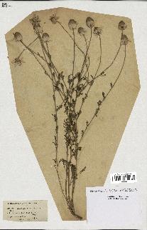 spécimen de Anthemis arvensis