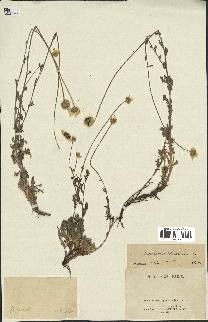 spécimen de Anthemis tinctoria