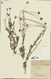spécimen de Anthemis tinctoria