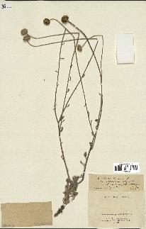 spécimen de Anthemis tinctoria