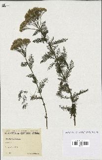 spécimen de Achillea millefolium