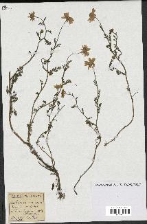 spécimen de Anthemis arvensis