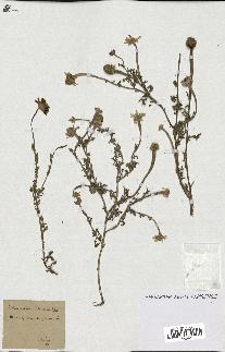 spécimen de Anthemis arvensis