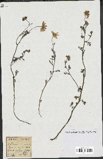 spécimen de Anthemis arvensis