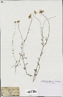 spécimen de Anthemis arvensis