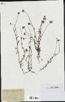spécimen de Anthemis arvensis