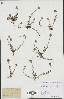 spécimen de Anthemis arvensis