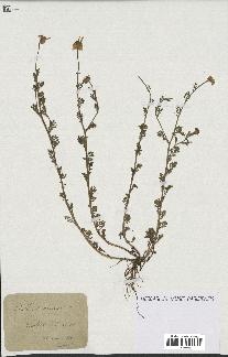 spécimen de Anthemis arvensis