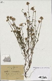 spécimen de Anthemis arvensis