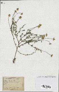 spécimen de Anthemis arvensis