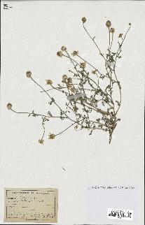 spécimen de Anthemis arvensis