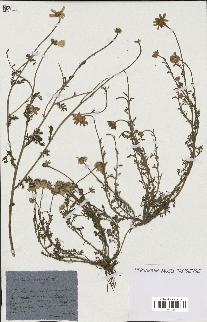 spécimen de Anthemis arvensis