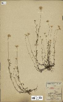 spécimen de Anthemis arvensis