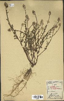 spécimen de Anthemis arvensis
