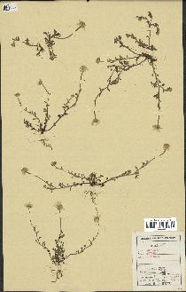 spécimen de Anthemis arvensis
