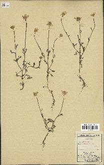 spécimen de Anthemis arvensis