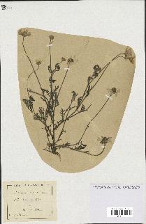 spécimen de Anthemis arvensis