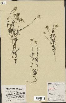 spécimen de Anthemis arvensis