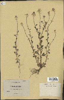 spécimen de Anthemis arvensis