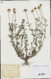 spécimen de Anthemis arvensis
