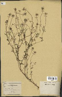 spécimen de Anthemis arvensis