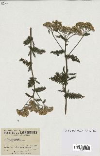 spécimen de Achillea millefolium