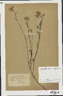 spécimen de Anthemis arvensis