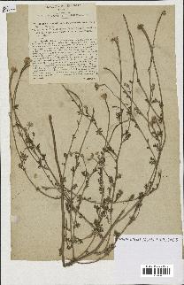spécimen de Anthemis arvensis