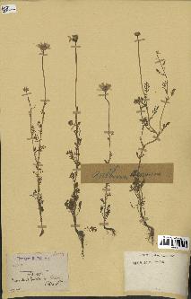 spécimen de Anthemis arvensis