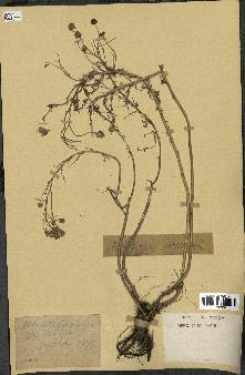 spécimen de Anthemis arvensis