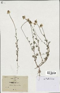 spécimen de Anthemis arvensis