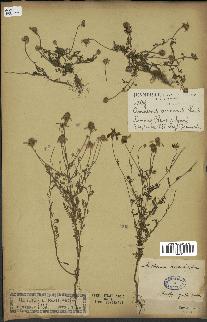 spécimen de Anthemis arvensis
