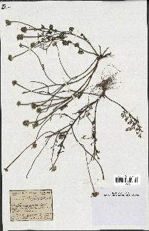 spécimen de Anthemis arvensis