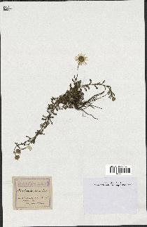 spécimen de Anthemis arvensis