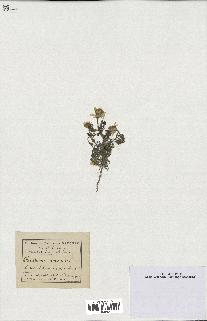 spécimen de Anthemis arvensis