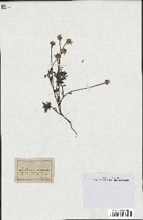spécimen de Anthemis arvensis