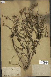 spécimen de Anthemis arvensis