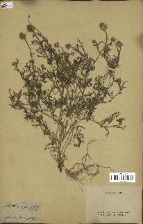 spécimen de Anthemis arvensis