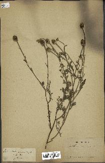 spécimen de Anthemis arvensis