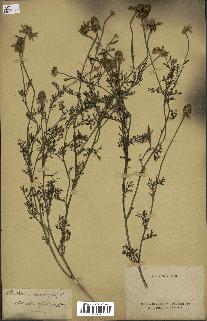 spécimen de Anthemis arvensis