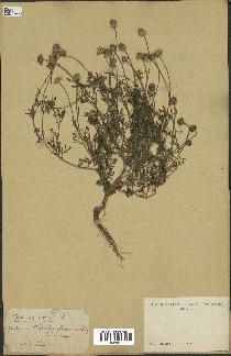 spécimen de Anthemis arvensis