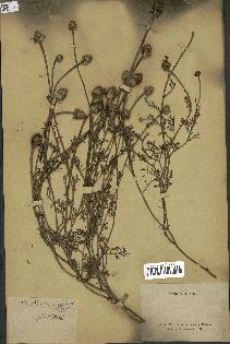 spécimen de Anthemis arvensis