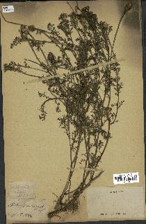 spécimen de Anthemis arvensis