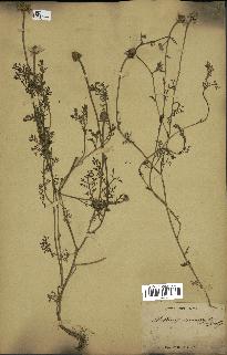 spécimen de Anthemis arvensis