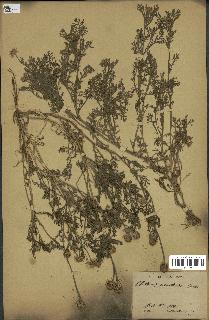 spécimen de Anthemis arvensis