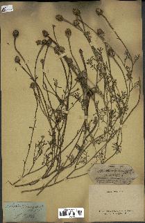 spécimen de Anthemis arvensis