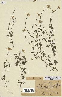 spécimen de Anthemis arvensis