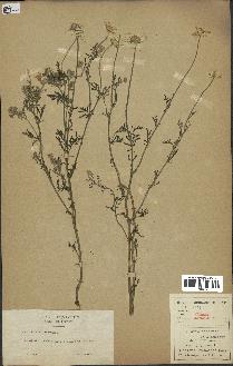 spécimen de Anthemis arvensis